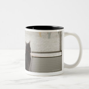 Katter tittar ut skärmdörr Två-Tonad mugg