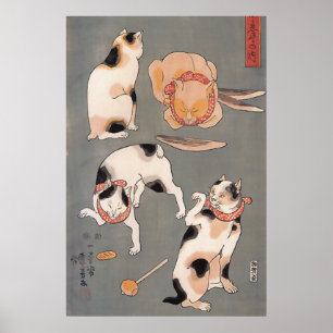 Katter vid uppspelning Poster