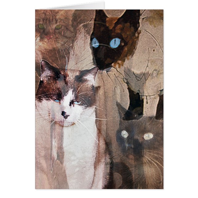 Katterna Hälsningskort (Framsidan)