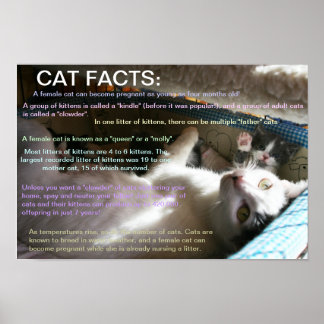 Kattfakta 2 poster