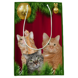 Kattfamiljjul