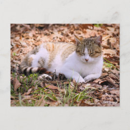 Kattfäst:vykort Vykort