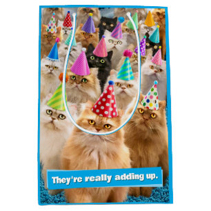 Kattfest