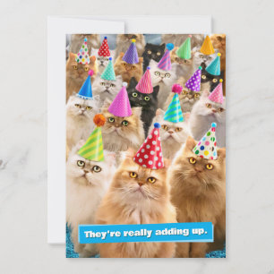 Kattfest Inbjudningar
