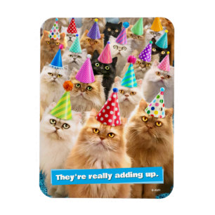 Kattfest Magnet