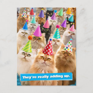 Kattfest Vykort