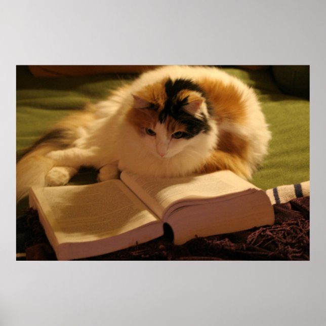 Kattforskare Poster (Framsidan)
