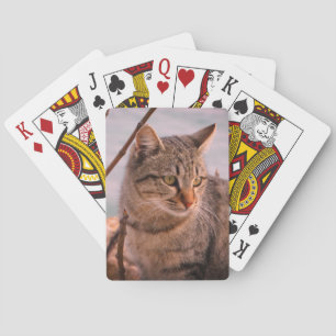 Kattfoto Casinokort