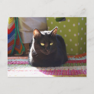 Kattfoto för ’stuvning’ vykort