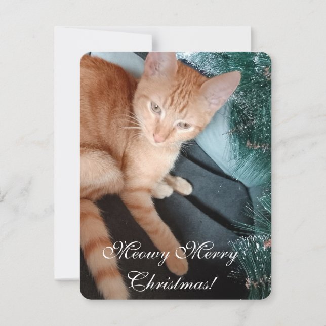 Kattfoto, gör din egen, julkort kort (Framsida)