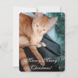 Kattfoto, gör din egen, julkort kort