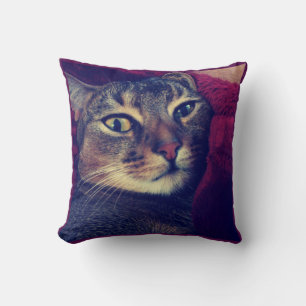 Kattfoto, katt, husdjur, lustig katt, kudde