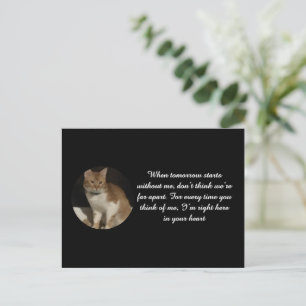 Kattfoto Namn Text Katt Förlust Sympatikort Vykort