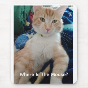 Kattfoto Text Anpassa Musmatt Musmatta