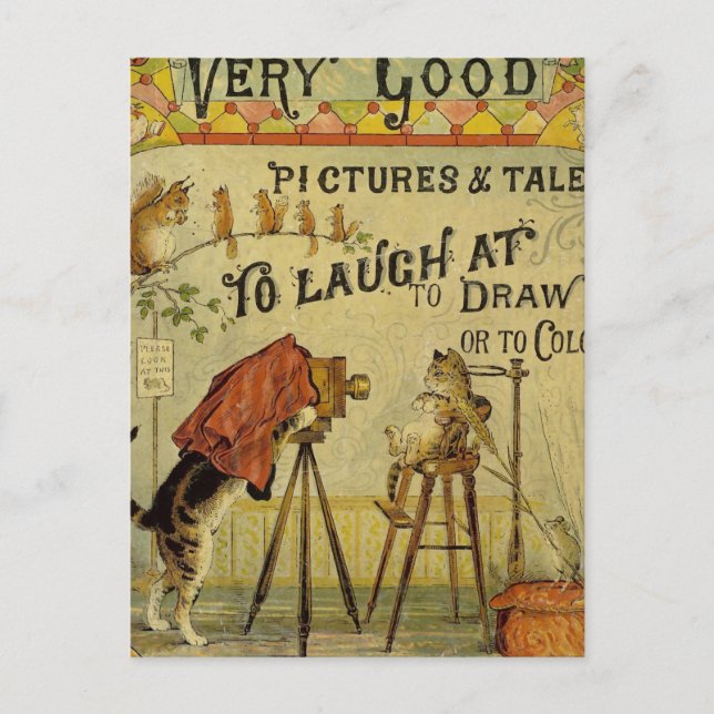 Kattfotograf till katter vykort (Framsida)