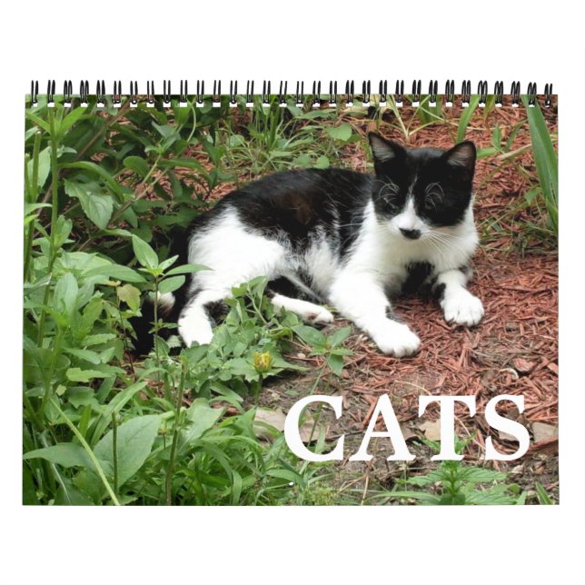 Kattfotografier Kalender (Omslag)