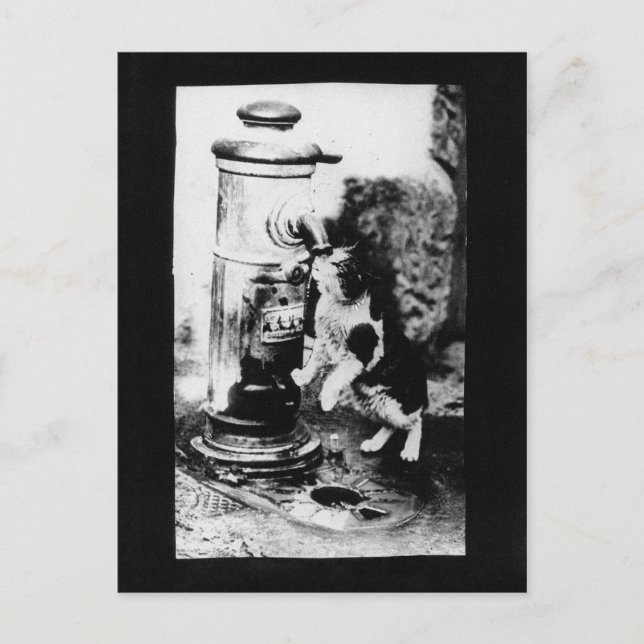 Kattfräschning i Fontän Vykort (Framsida)