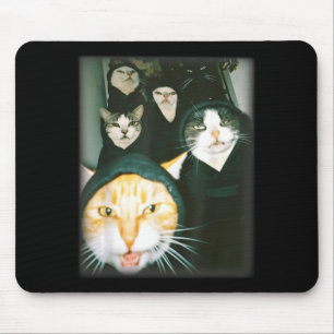 Kattgäng Meme Rollig Kaotiska Katter Oka Katt Humo Musmatta