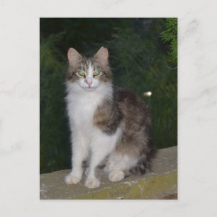 Kattgröntögon med fireflyen vykort