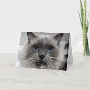 Katthälsningkort Kort