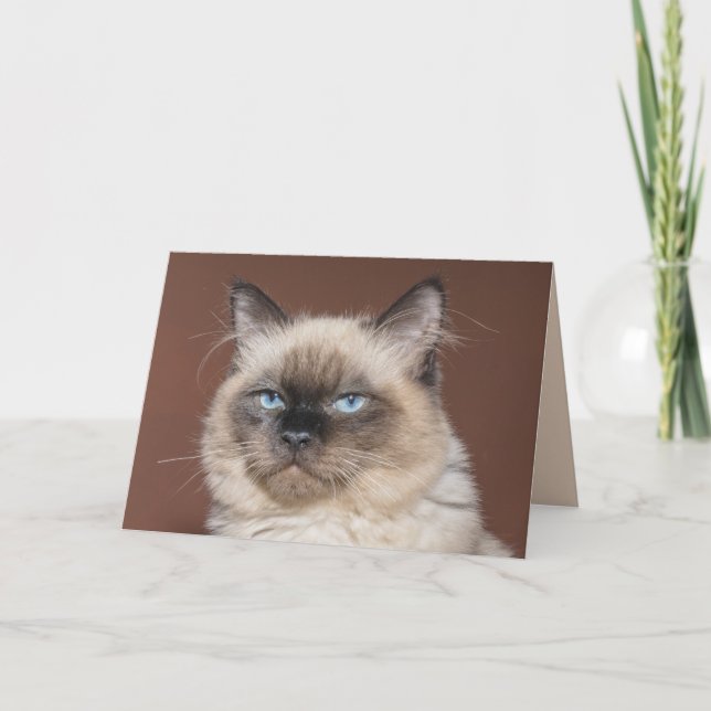 Katthälsningskort för siamesisk katt kort (Framsida)