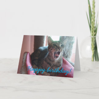 Katthälsningskort i grattis på födelsedagen kort