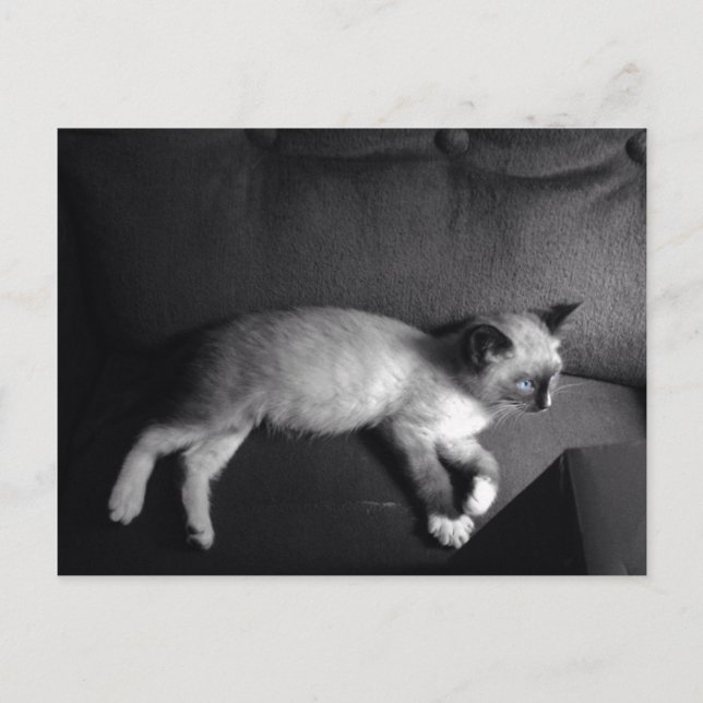 Kattingkort Vykort (Framsida)