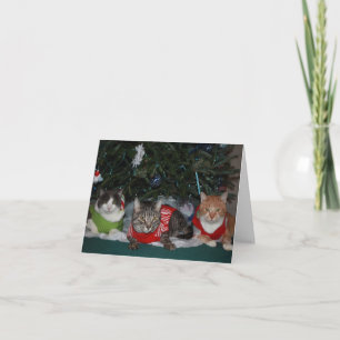 Kattjulkort Helgkort