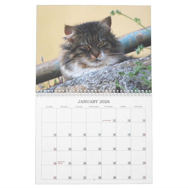 Kattkalender 2014 kalender (Jan 2026)