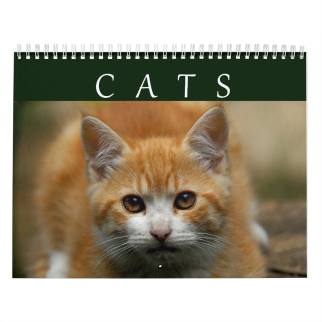 Kattkalender 2016 kalender (Omslag)