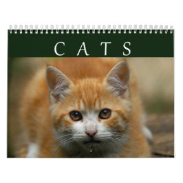 Kattkalender 2016 kalender