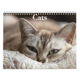 Kattkalender Kalender