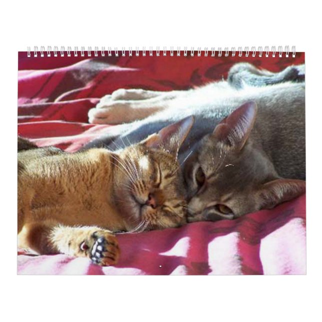 Kattkalender Kalender (Omslag)