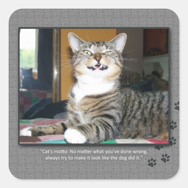 Kattklanderhund Fyrkantigt Klistermärke (Framsida)