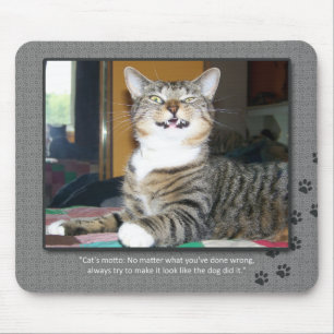 Kattklanderhund Musmatta