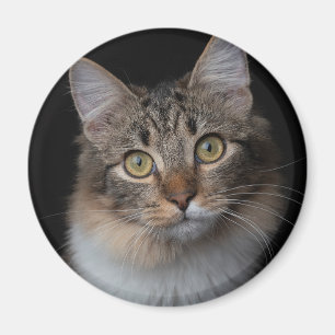 kattknapp magnet