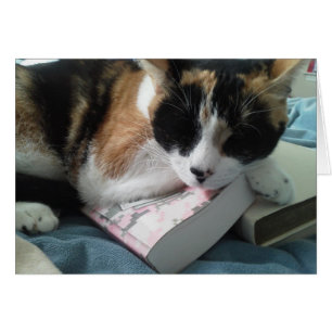 kattknapp OBS kort