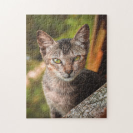 Kattkoppor Kattbitalt Fotografi på djur Pic Cat Pussel