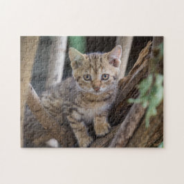 Kattkoppor Kattbitalt Fotografi på djur Pic Cat Pussel