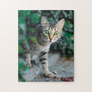 Kattkoppor Kattbitalt Fotografi på djur Pic Cat Pussel
