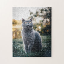 Kattkoppor Kattbitalt Fotografi på djur Pic Cat