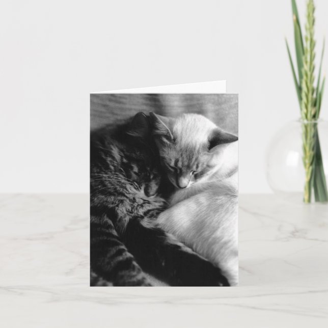 Kattkort #5 kort (Framsida)