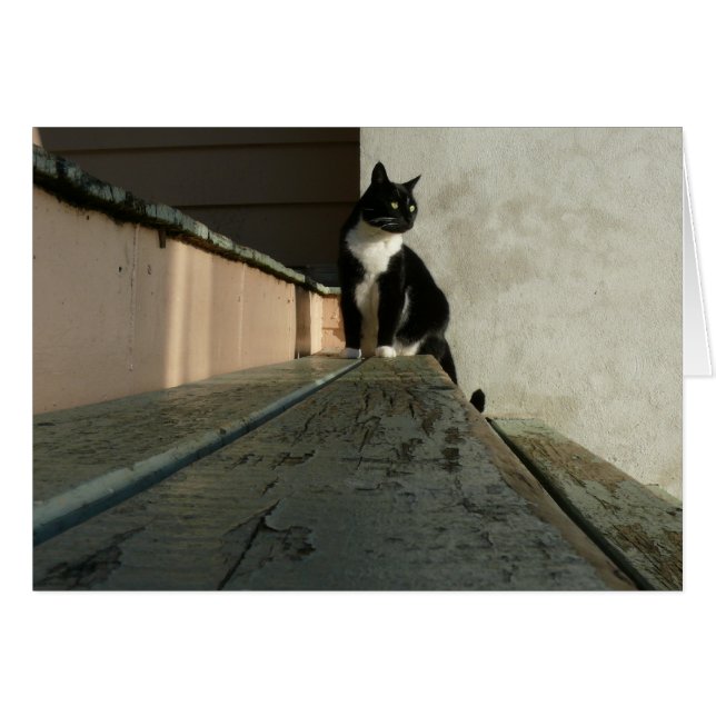 Kattkort, Brian i Albert parkerar Hälsningskort (Framsidan Horizontal)
