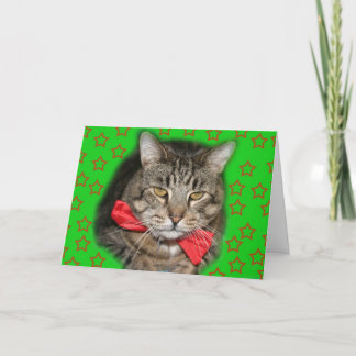 kattkort kort