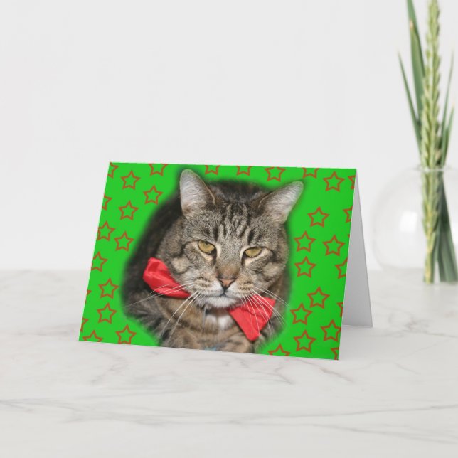 kattkort kort (Framsida)