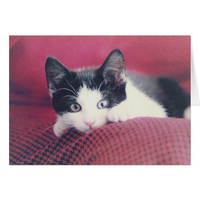 Kattkort OBS Kort (Framsidan Horizontal)