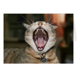 Kattkort OBS Kort