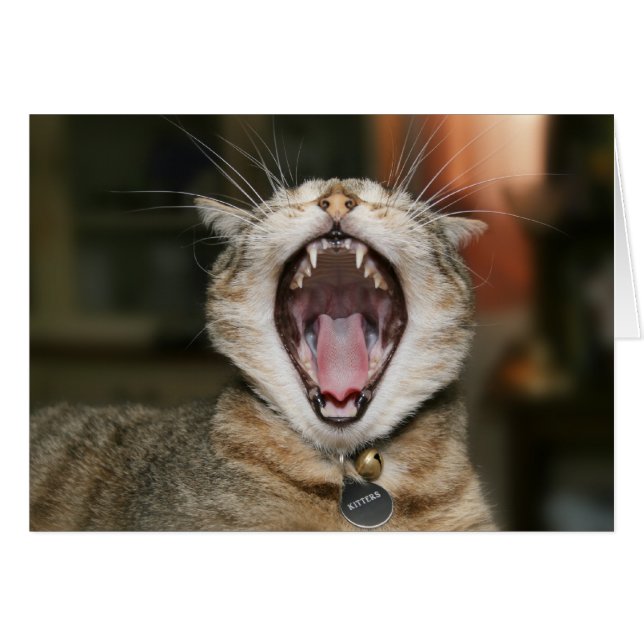 Kattkort OBS Kort (Framsidan Horizontal)