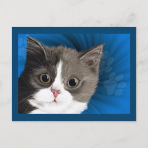 kattkort vykort