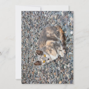 Kattkuddfodral
